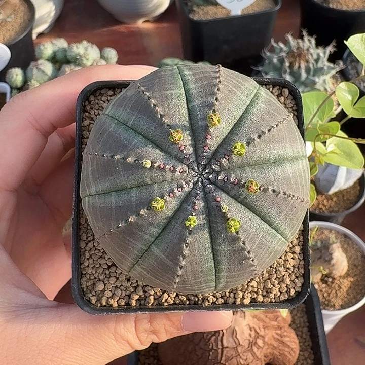 *****7号布纹球仙人球123