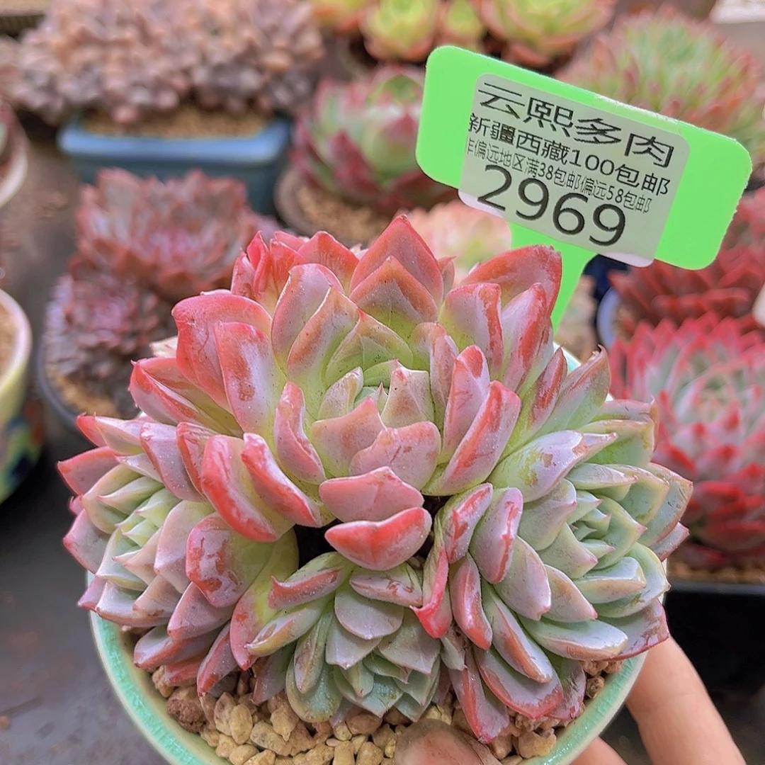 2969芷若。