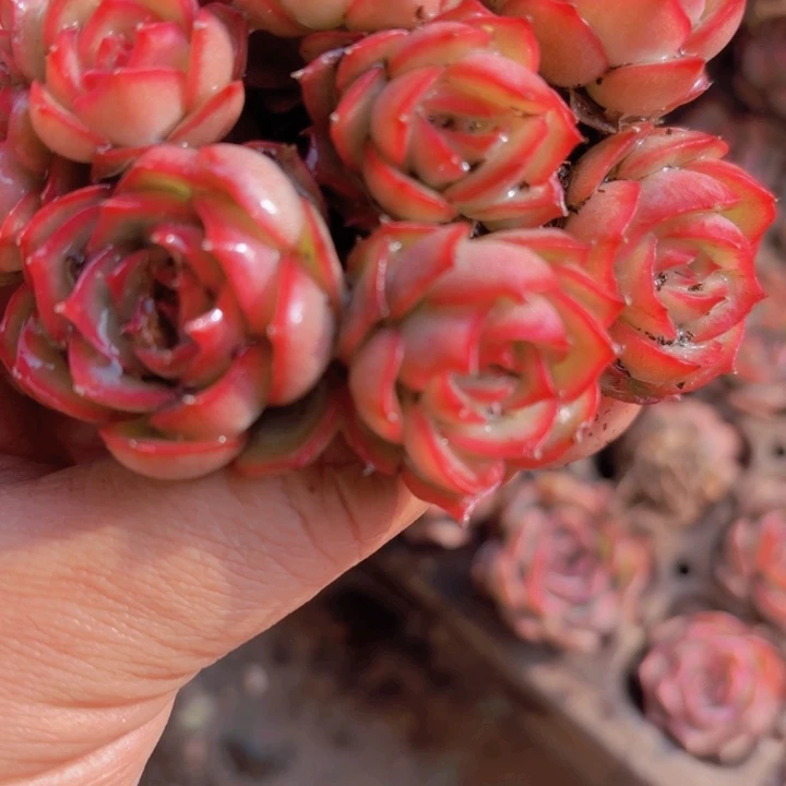 是***?侧影穴盘50颗一组