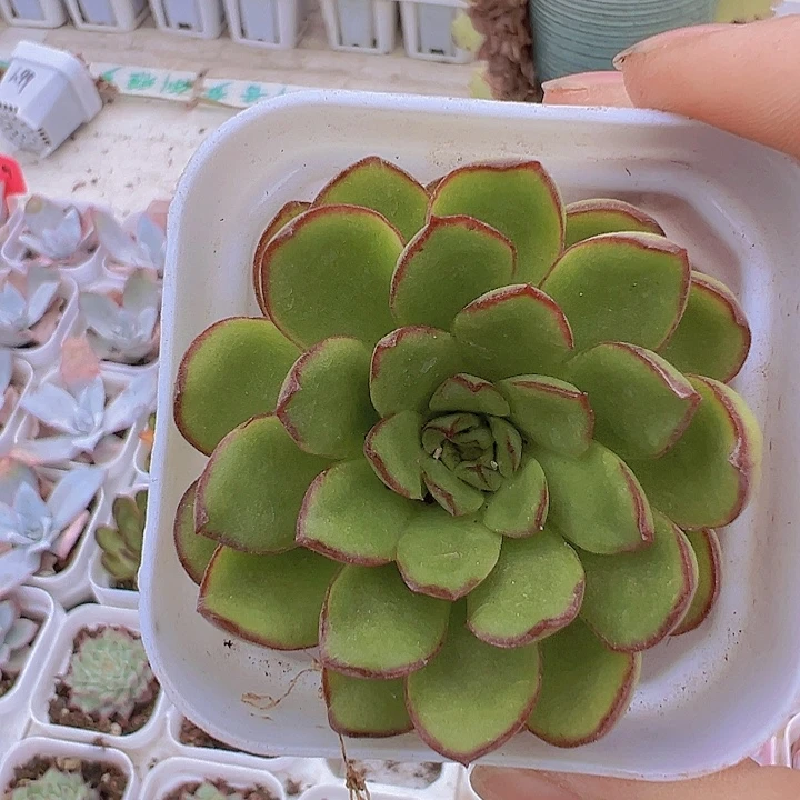 灵隐19包邮多肉植物