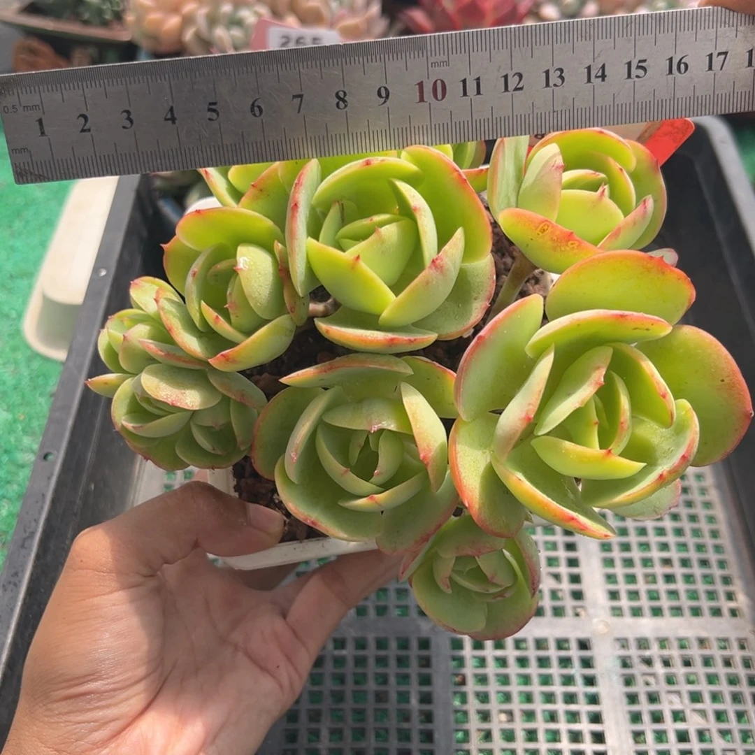 表妹精品多肉植物266.