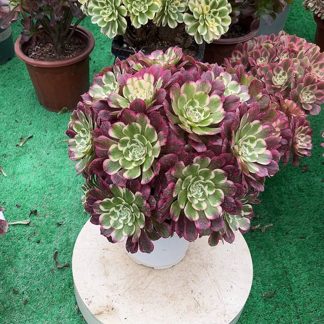无花朵霁月法师多肉植物漂亮漂亮