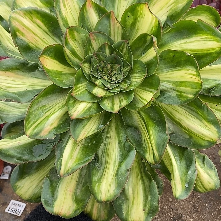 多肉植物燕姿660多肉