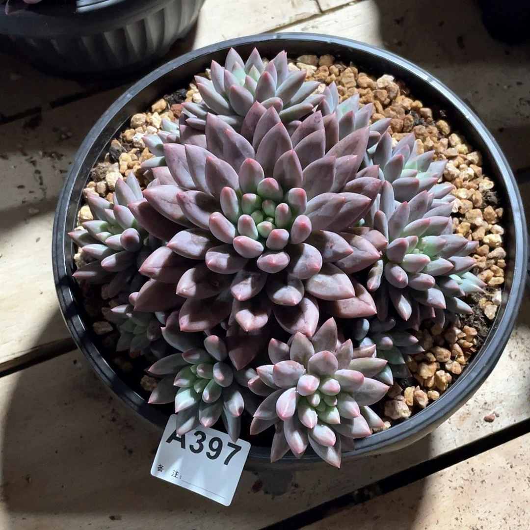 爱****397多肉植物多肉植物