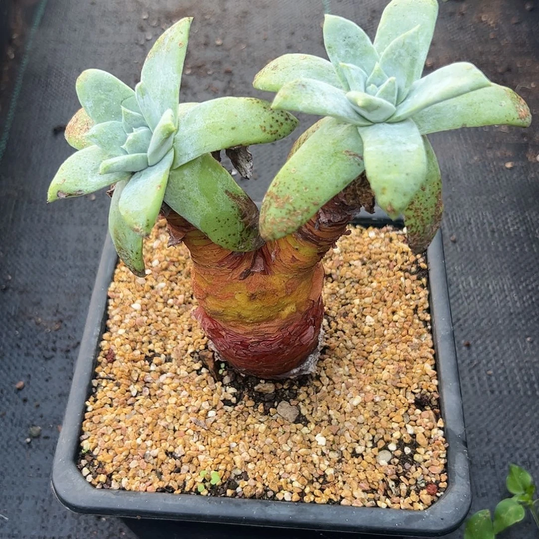 4236苹果雪山仙女杯