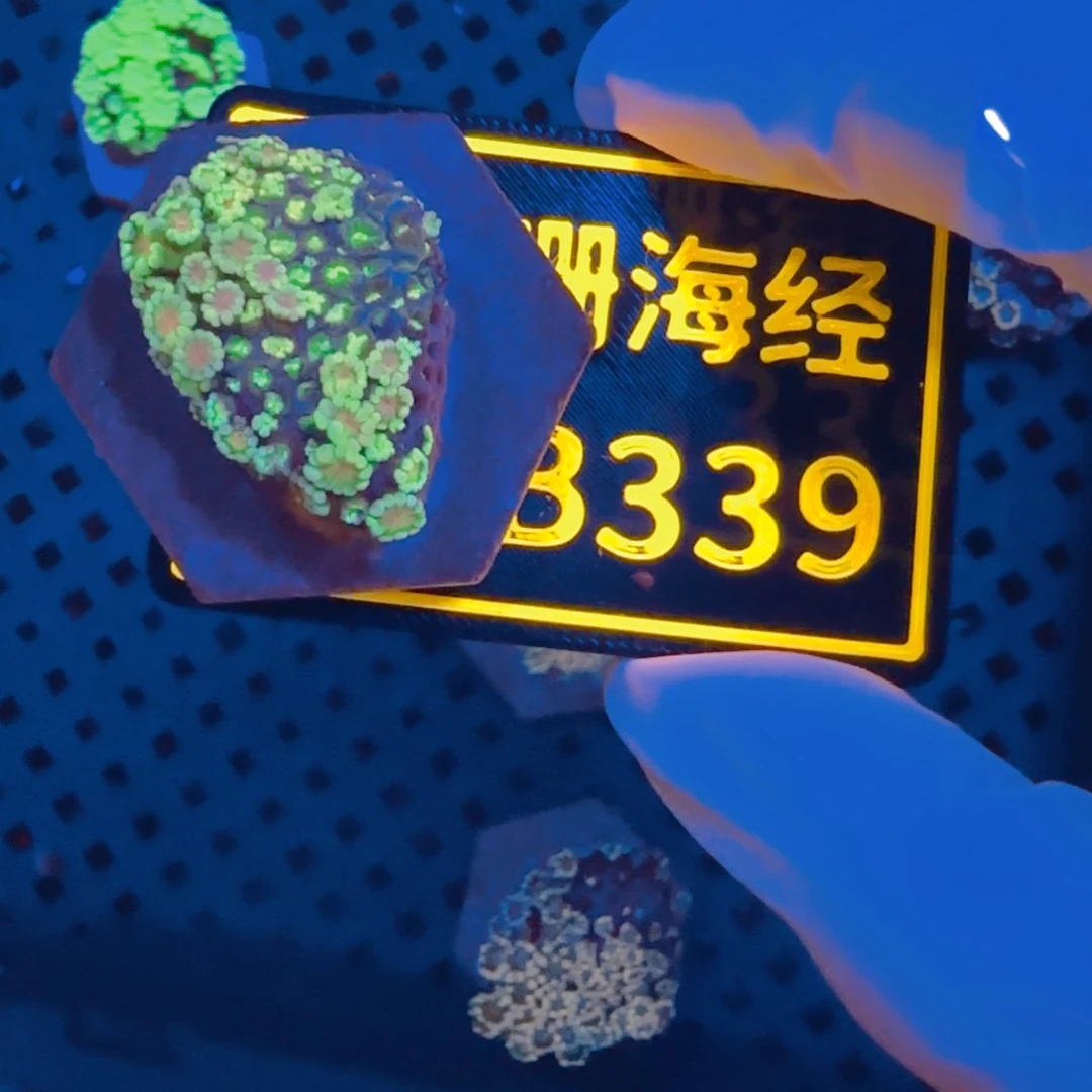哲***z纽扣珊瑚晓晓不包邮幻彩茉莉B339