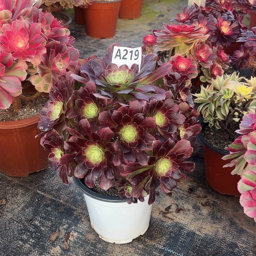 多肉植物安娜锦219多肉