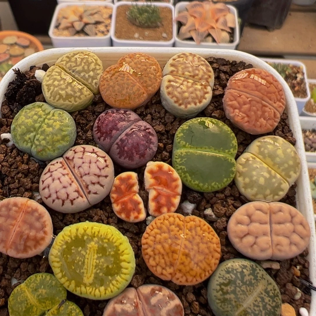 50多肉植物百科植物
