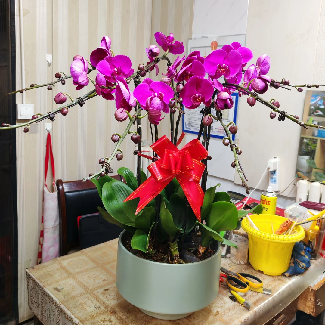 A级蝴蝶兰一盆（长花箭七支带高档花盆）