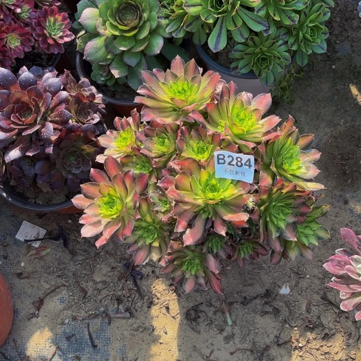 284韶华多肉法师不包断枝