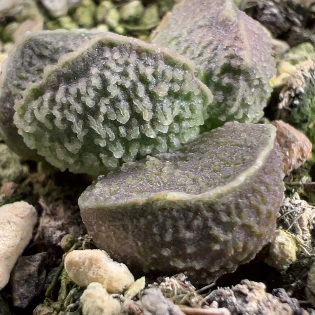 实生新品多肉植物水泡多肉植物
