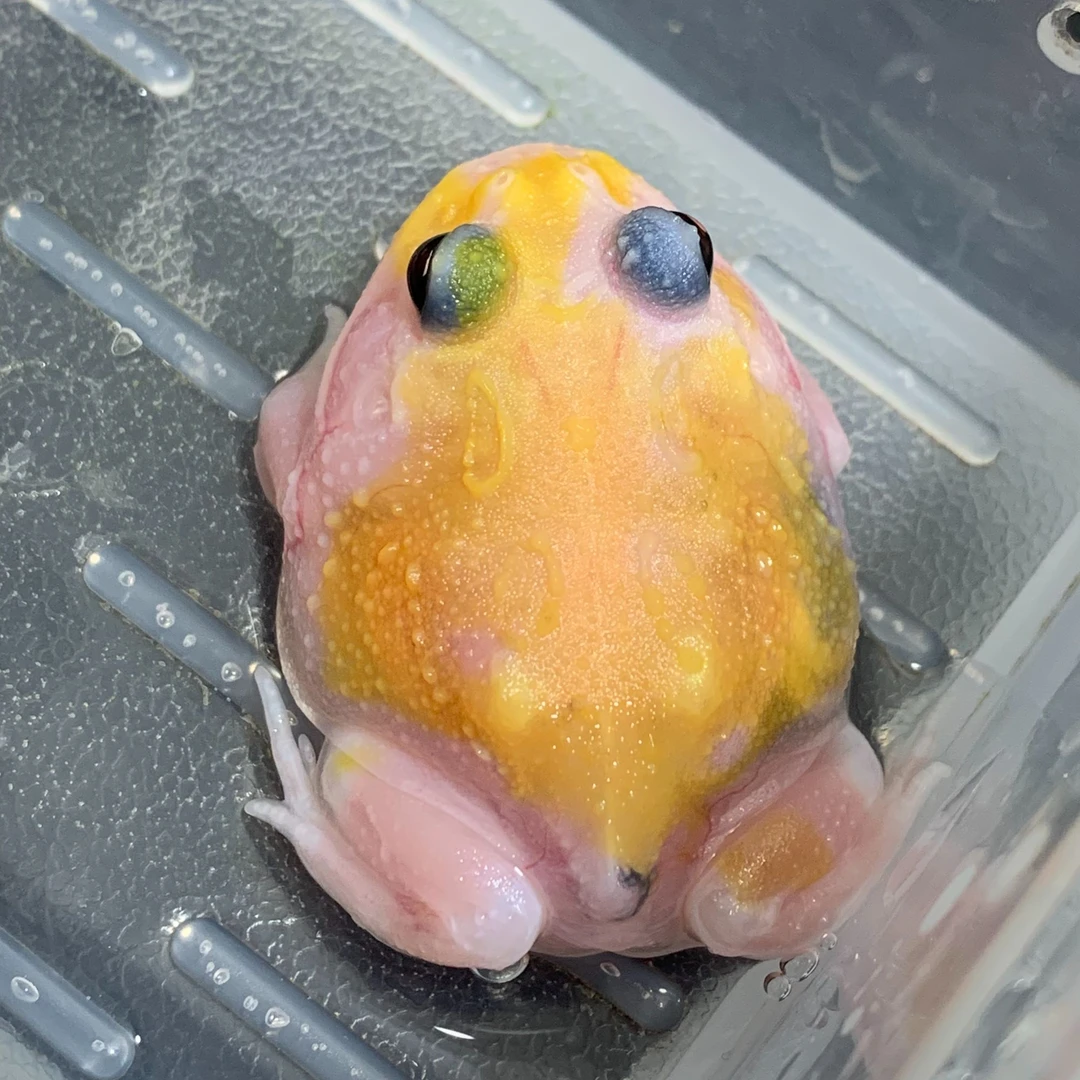 南美变异角蛙活体