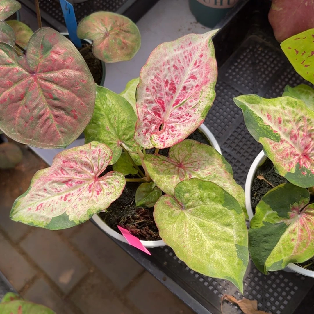 桃乐滋泰国彩叶芋190-0917