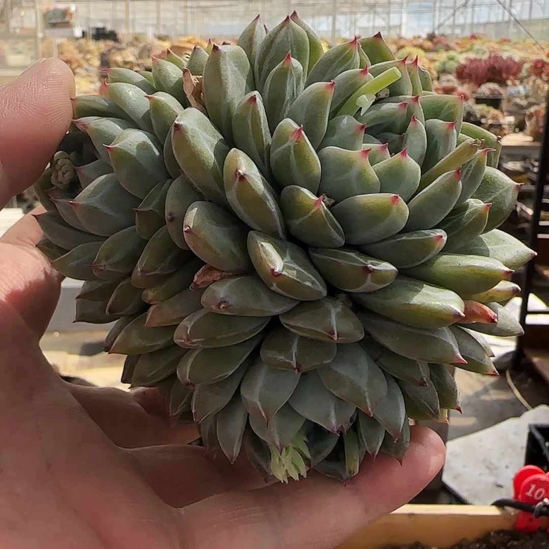 雪**珑玲珑，雪花珍妮差价286   肉