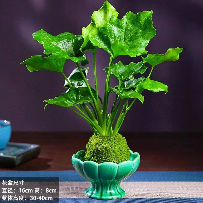 春羽水培植物苔藓球室内客厅办公室耐阴绿植桌面盆栽花卉四季好养