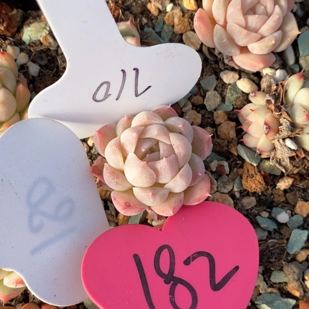 精品多肉一物一板不包整171