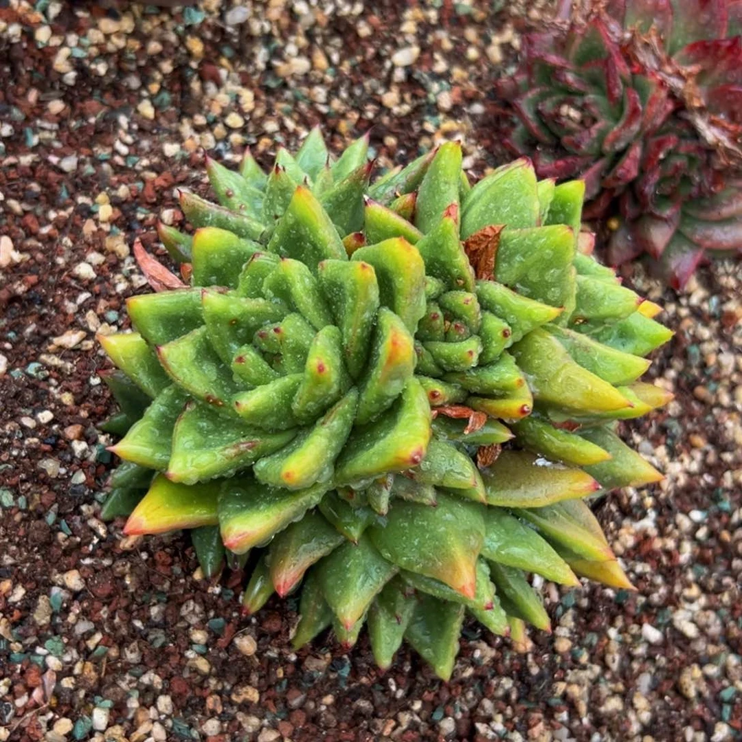 多肉一物一拍0702-36 绿钻