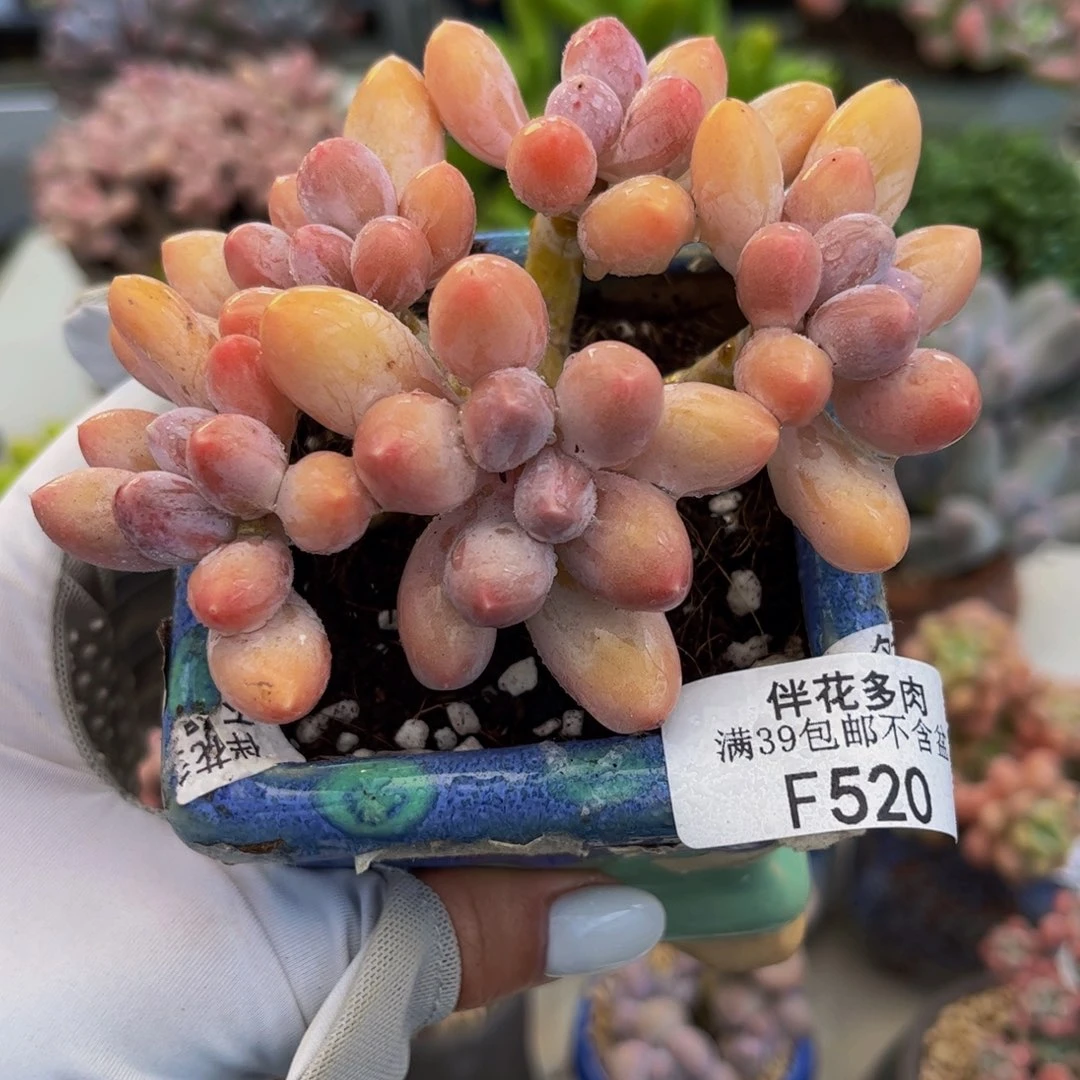 520-黄金香水手指奶酪多肉7cm
