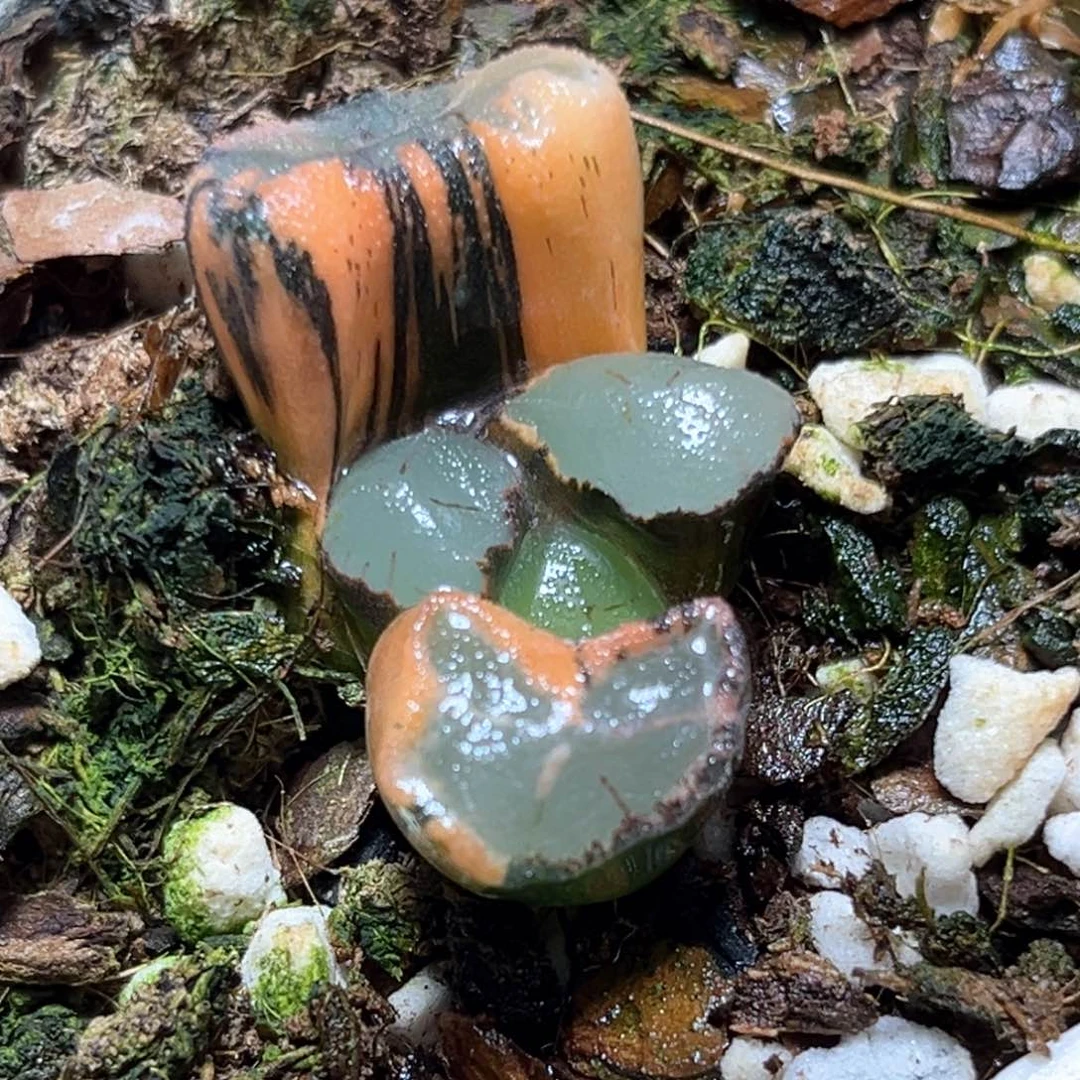 恭喜发财大吉大利276