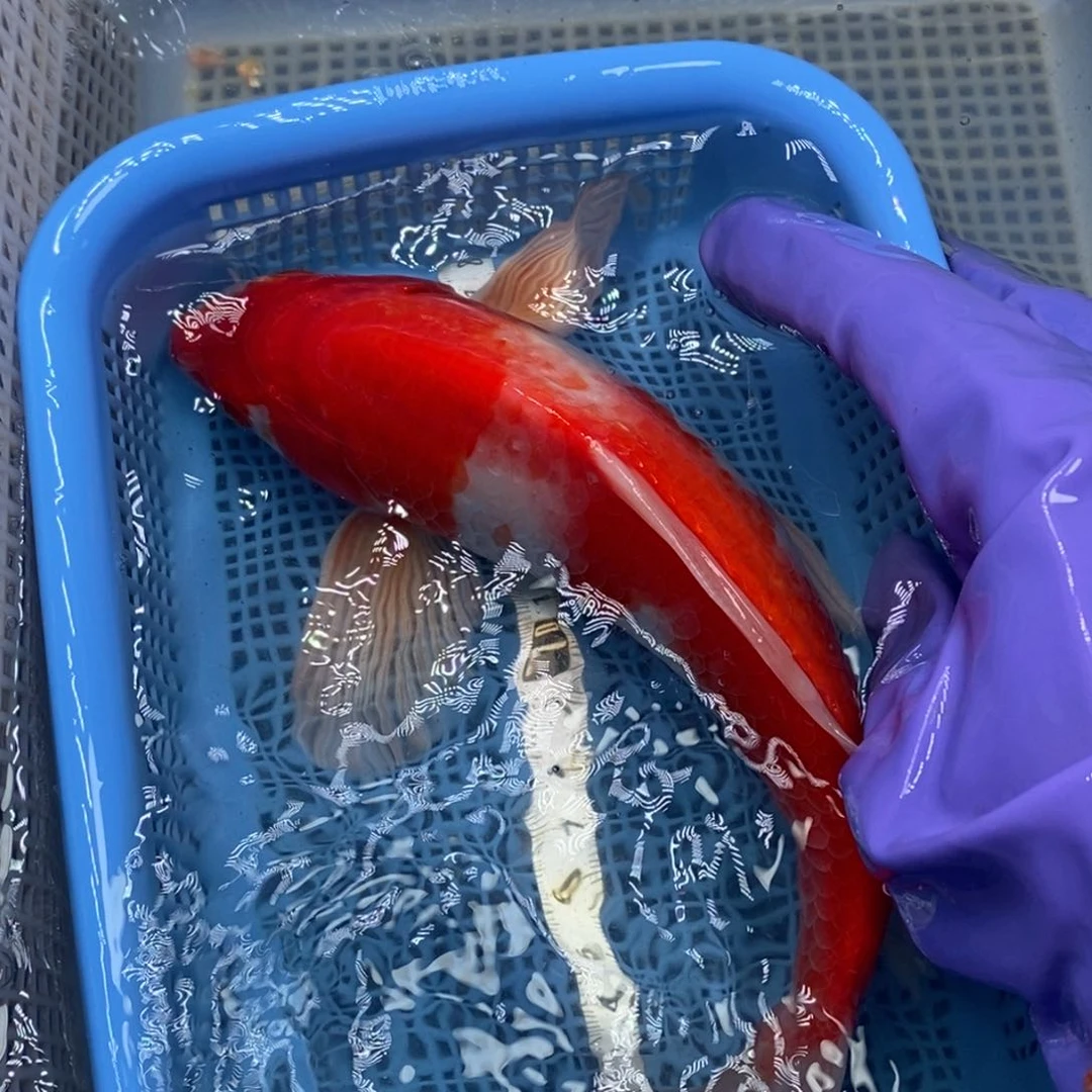 锦鲤冷水锦鲤包邮