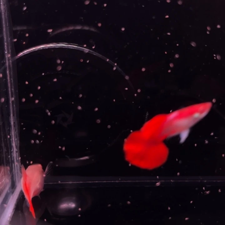 孔雀鱼半月尾折扇白子1对
