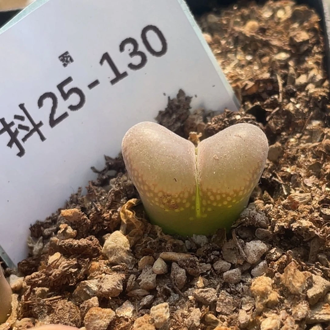 25-130风铃多肉植物