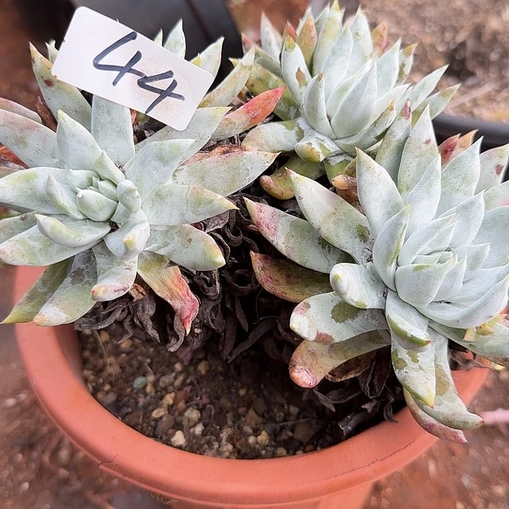 蓦然衣拇指3代杂交仙女杯多肉福利