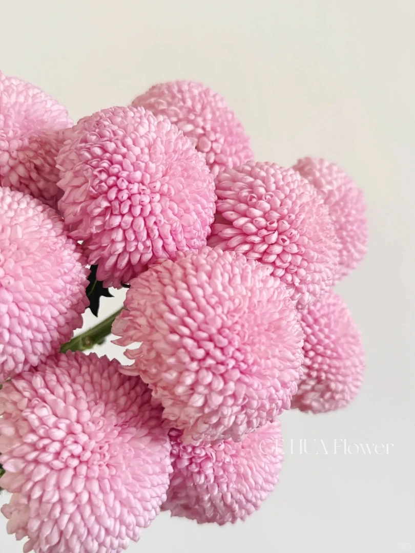 婵姐优选   粉色乒乓菊