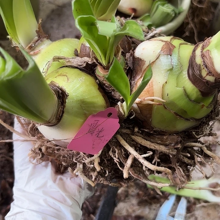 无花朵霞光一坨五个开花球两个小侧一共7球
