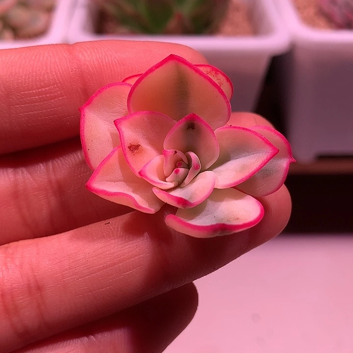 剑斯诺娃锦锦锦锦锦锦