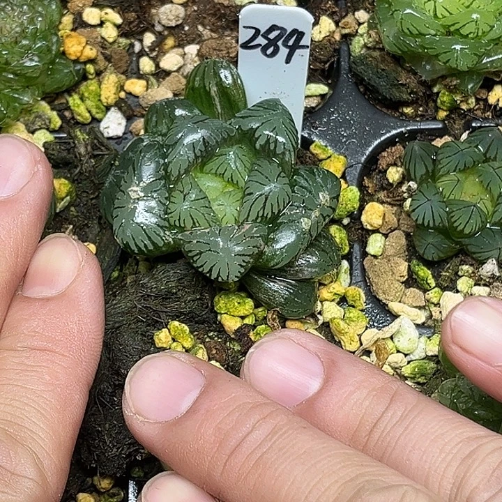 284孔明灯玉露锦脱土发货