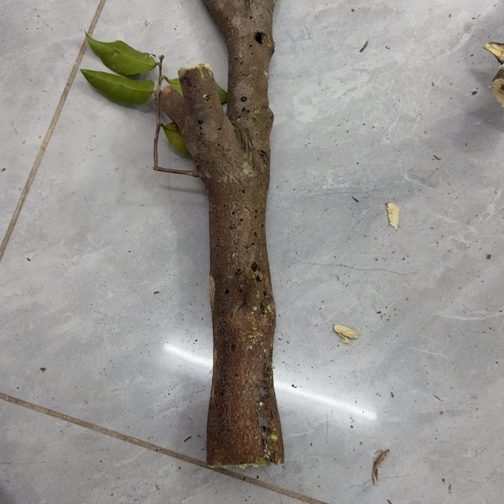 见***春木糖结原木发一份