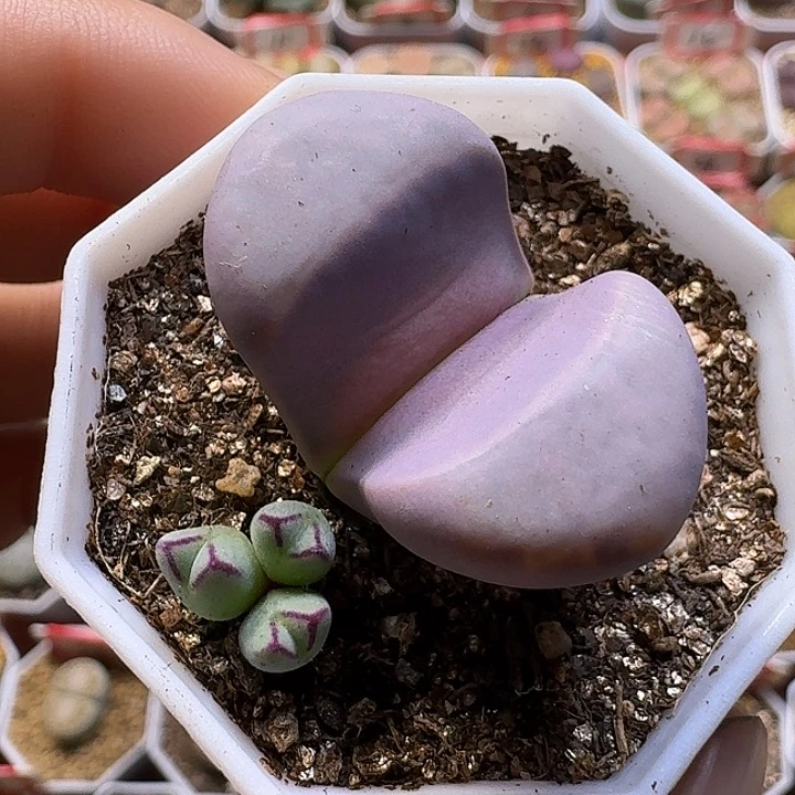 多***⑅生石花111111。   217