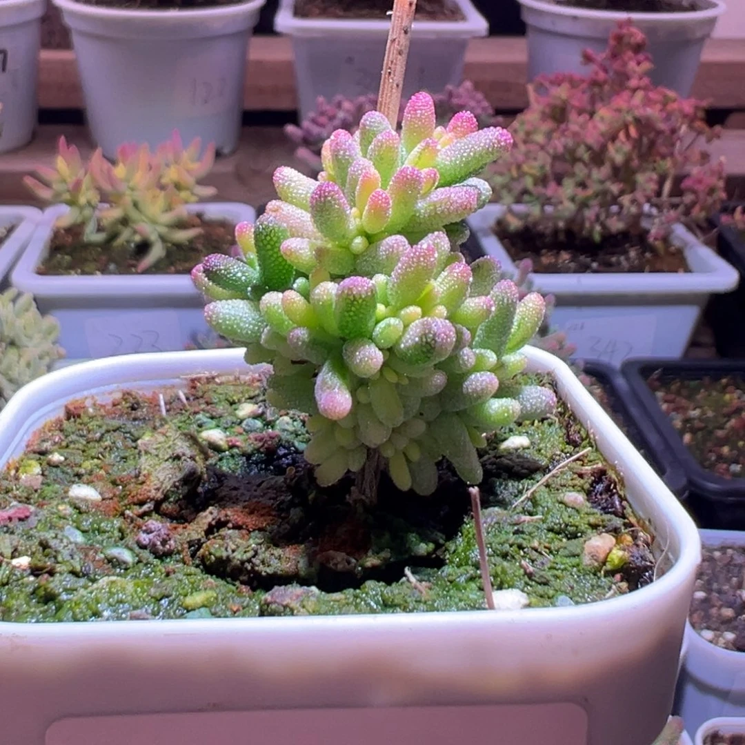 346米粒锦一物一拍包开箱