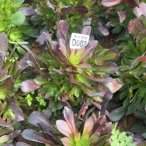 002华纳不包断枝