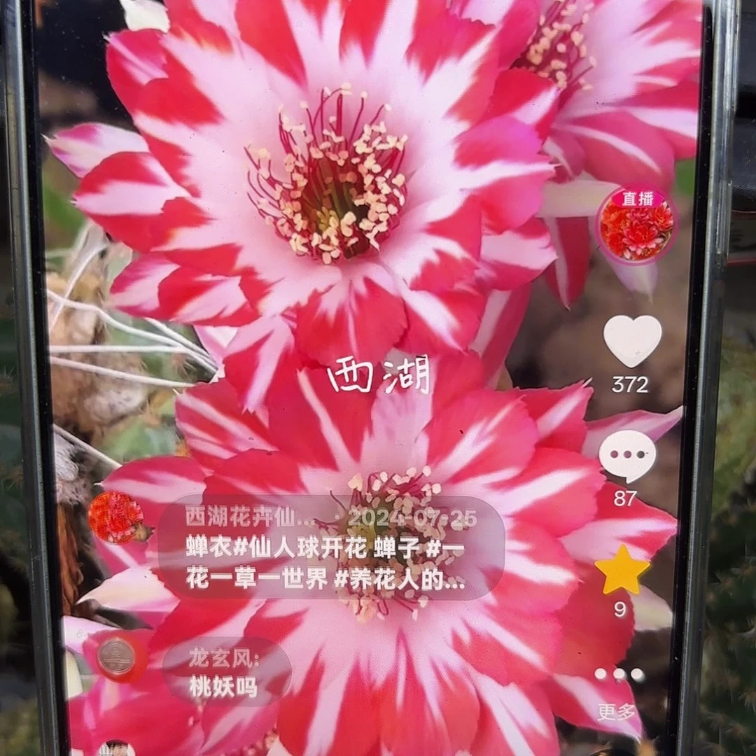 蝉衣丽花45 公分侧牙20包邮13