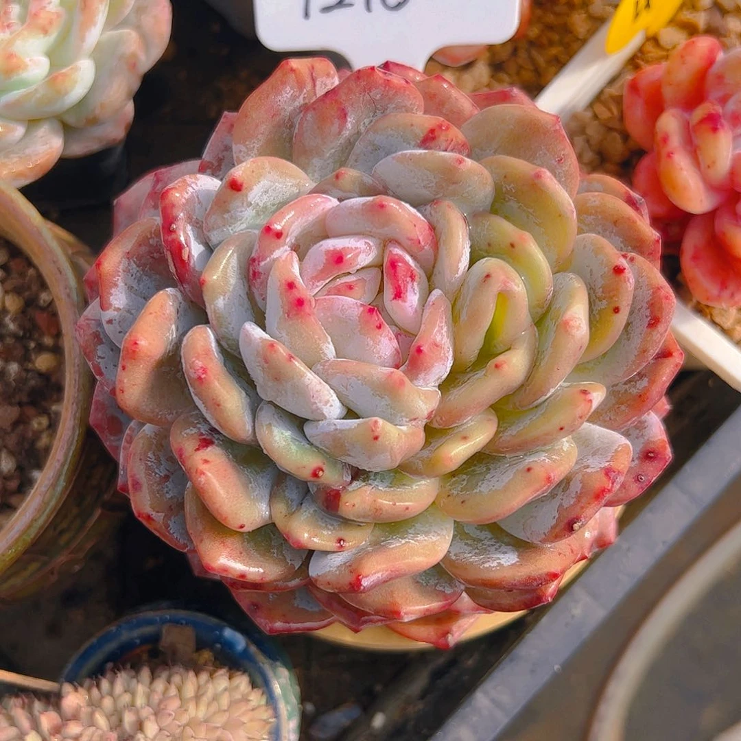 不****橙梦露石化1210号一物一拍