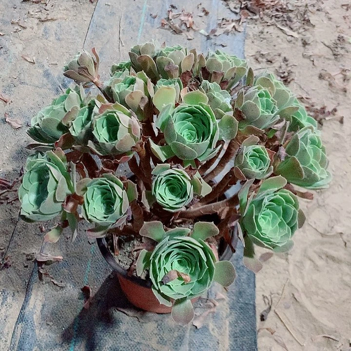 柠檬绍修玫瑰多肉植物28号