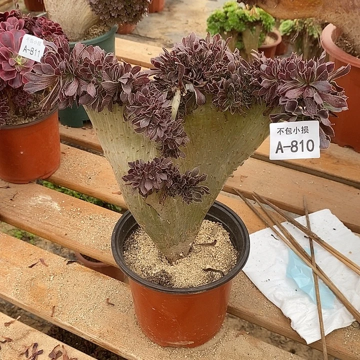 810 灰法师缀宽26 公分