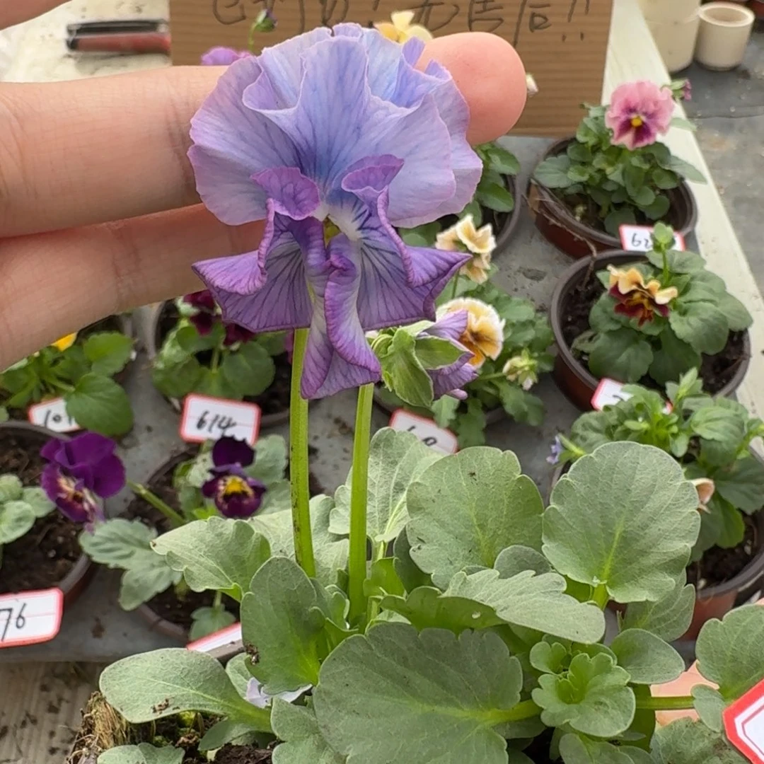 大部分花苞少量开放618