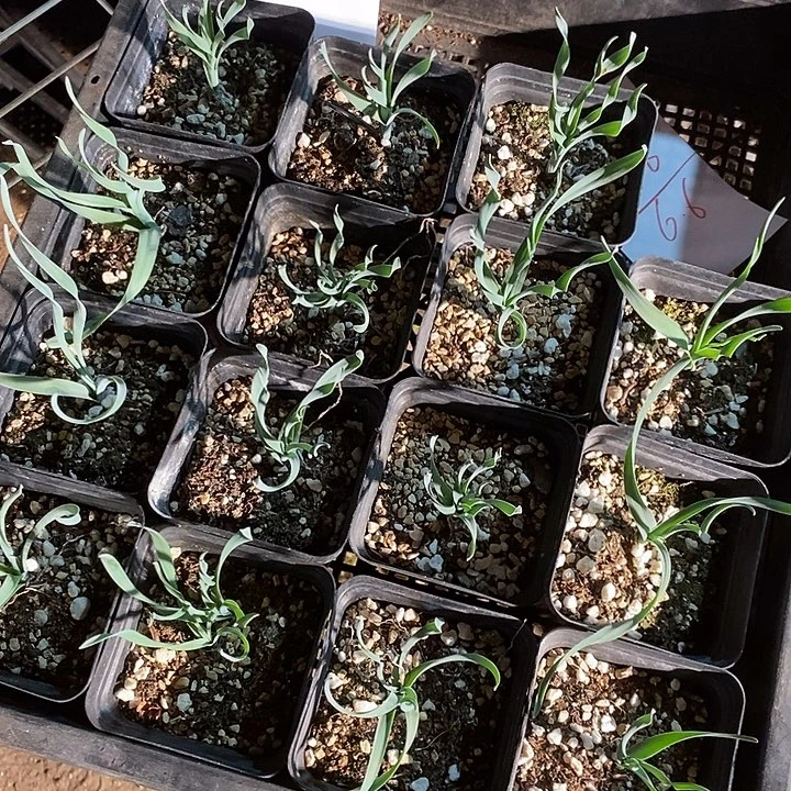 7328。      一盒大年份。  弹簧草