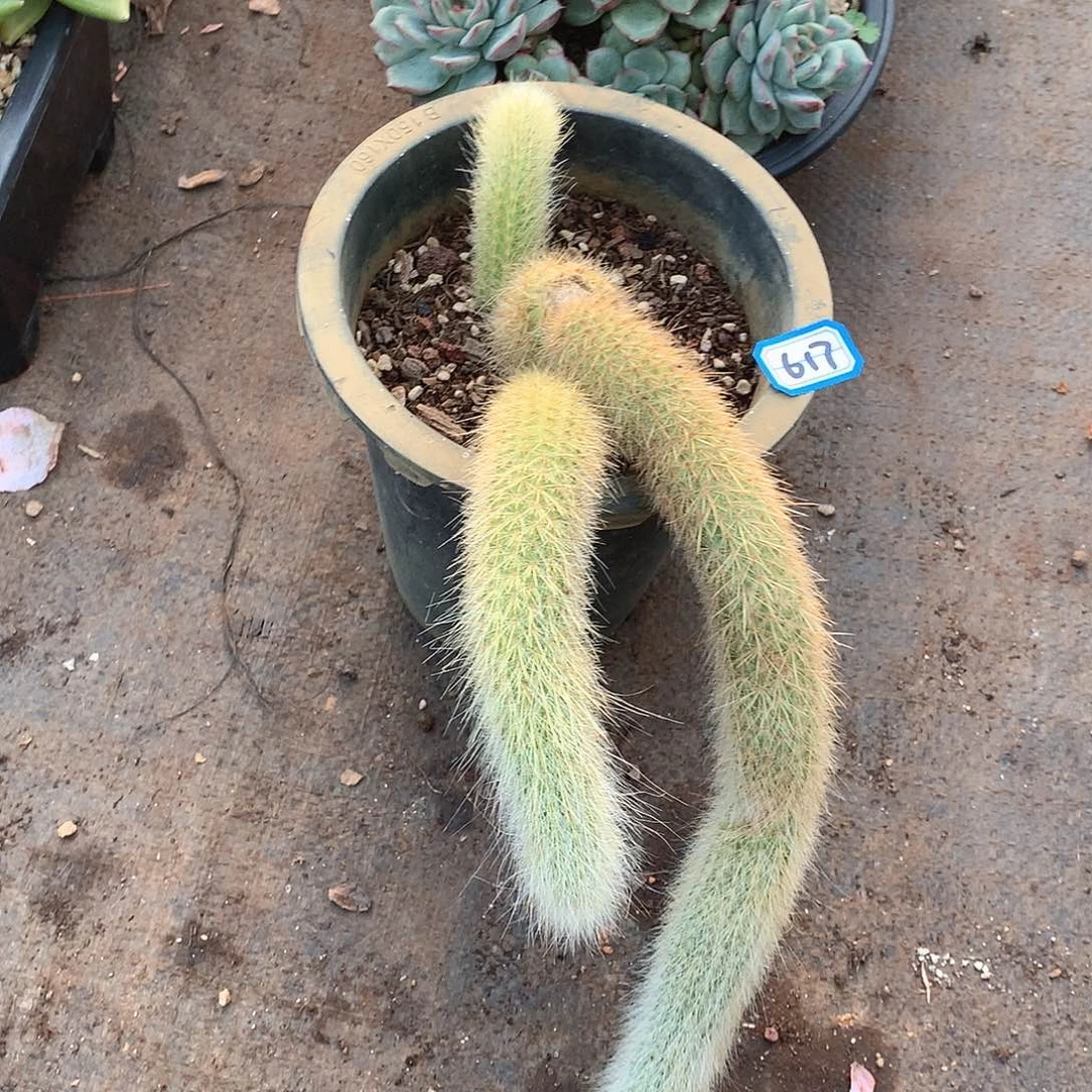 617尾巴一物一拍多肉