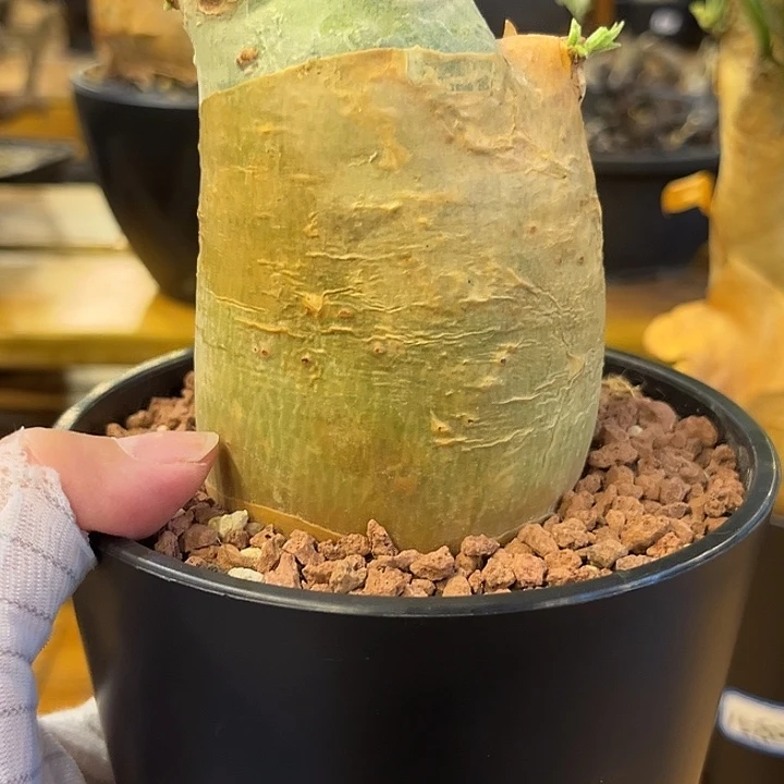 罗***兄汤圆植物安哥拉葡萄翁