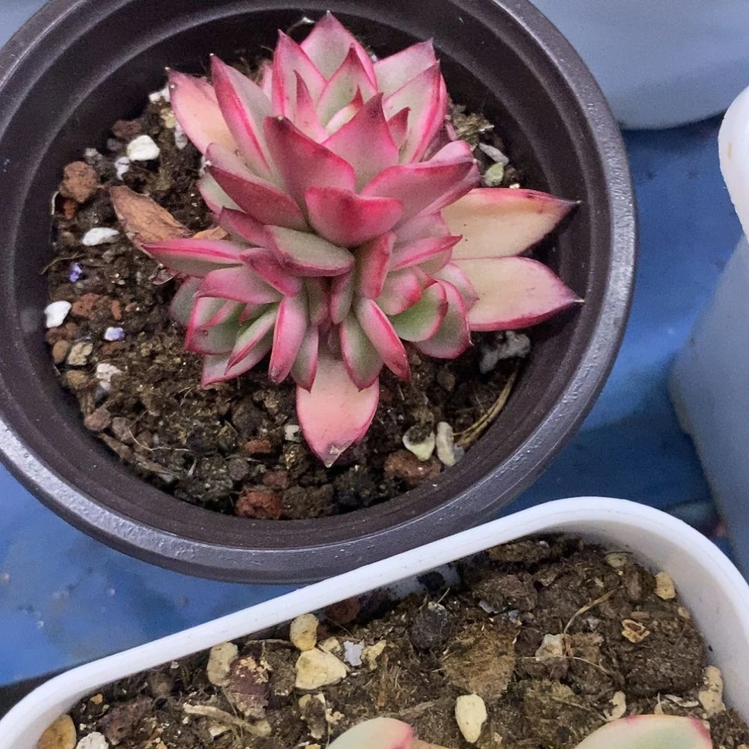 虚*吉赛尔锦多肉植物哇啦塞，