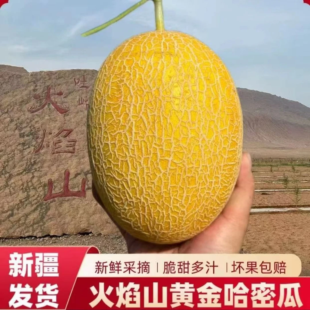 【京东/顺丰 陆运】新疆哈密瓜吐鲁番火焰山金色年华挚爱正宗哈密瓜