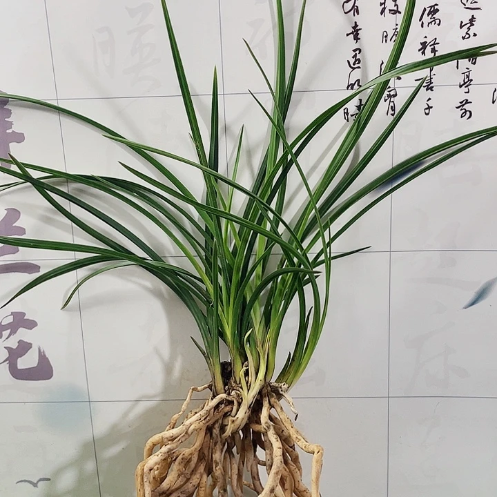 当前无花栽培后可以开花用****3