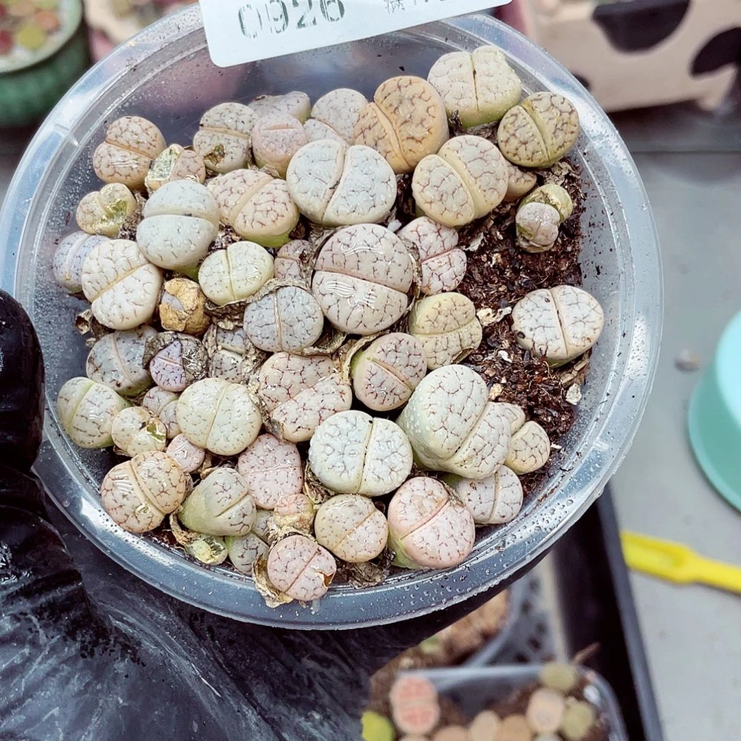 生石花满18包邮0926-38