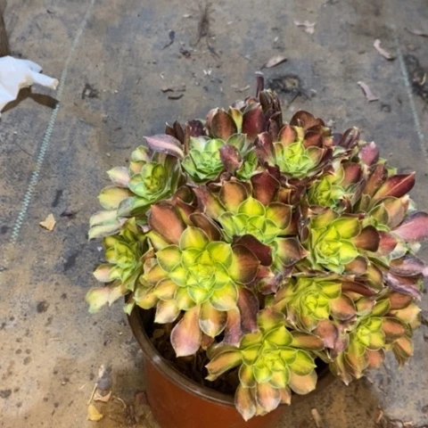 韶华多肉植物039