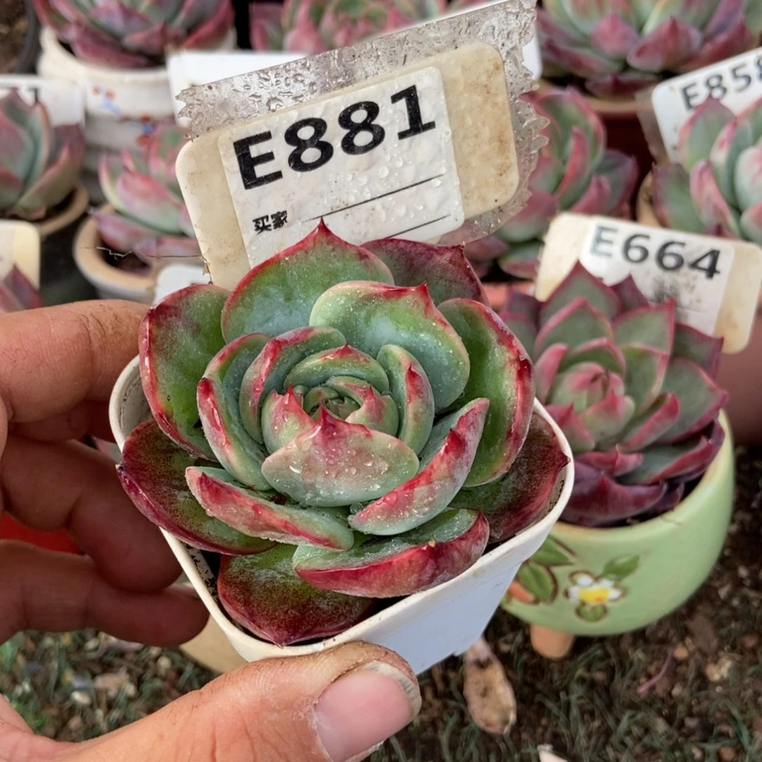 惊鸿一瞥881号楼