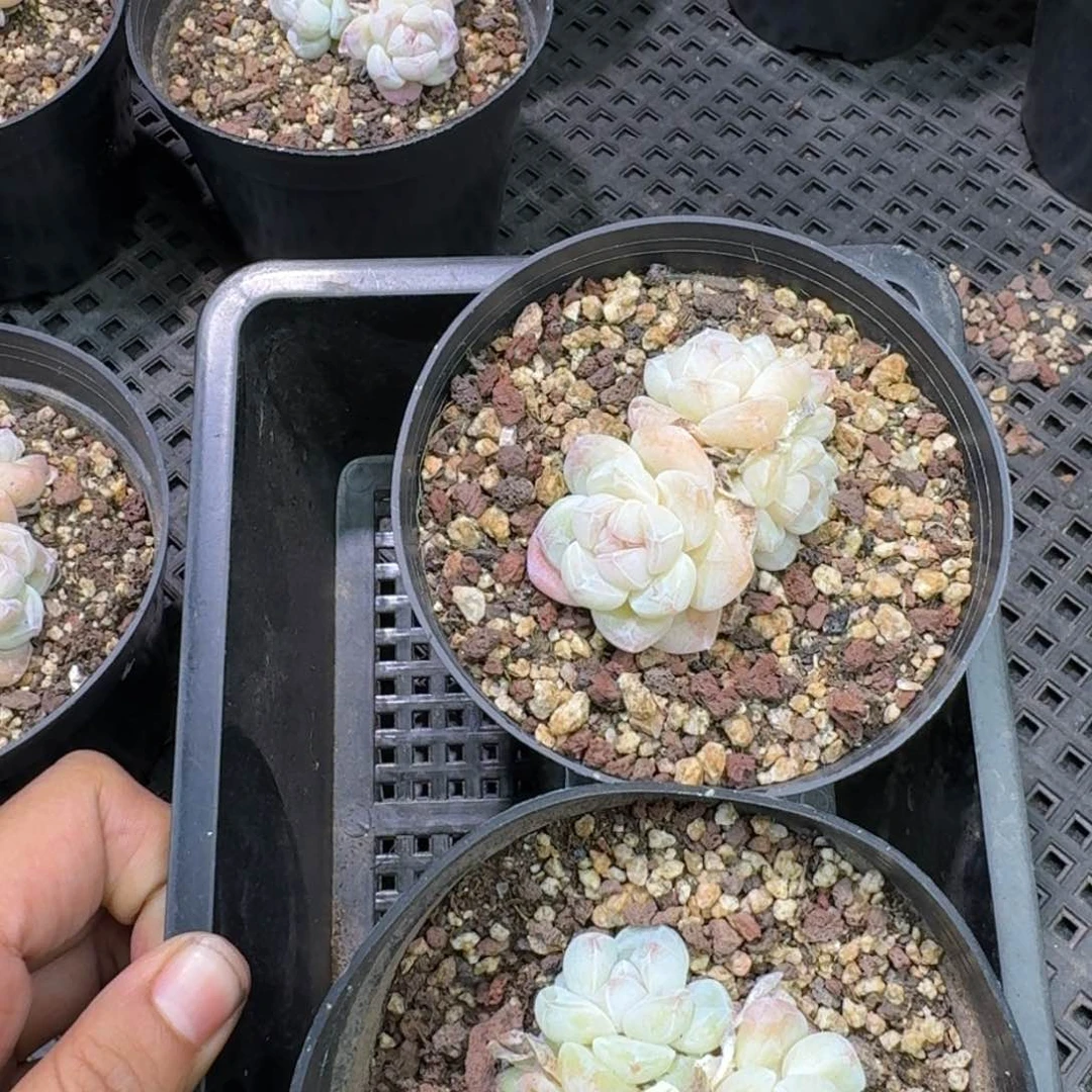 91 号到手1框，江北多肉